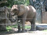 Puerto Rico Zoo Dr Juan A. Rivero  - MAYAGÜEZ